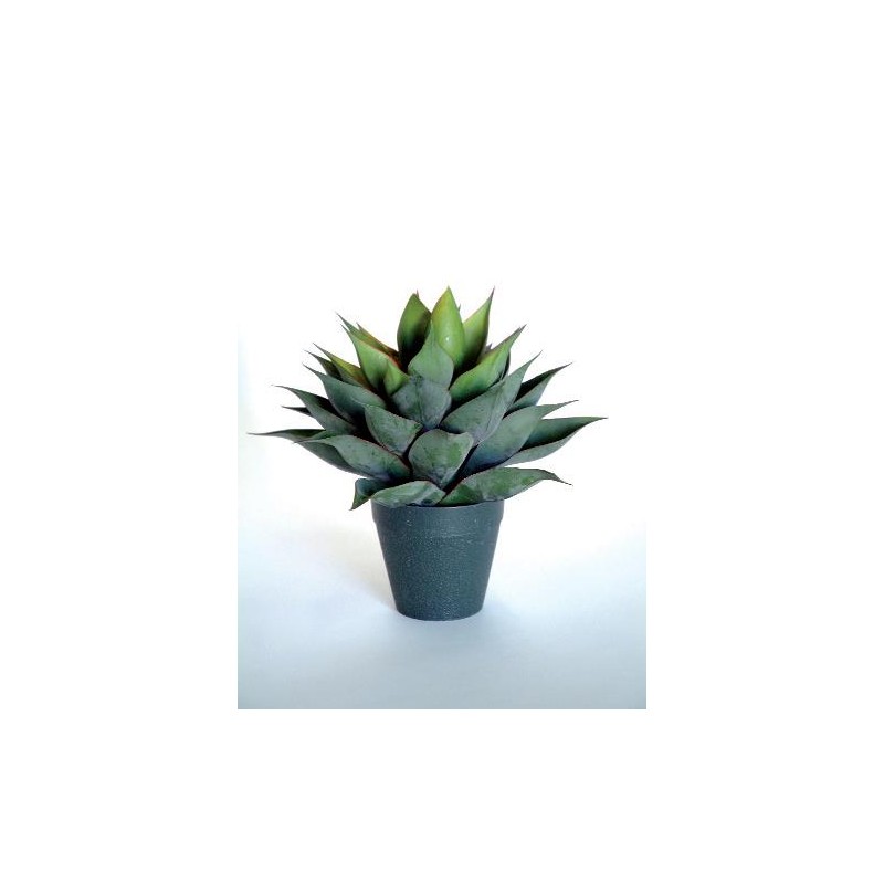 AGAVE NIGRA 2242