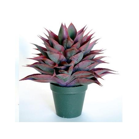 AGAVE SP 2241*