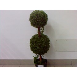 Buxus Sp3 1983