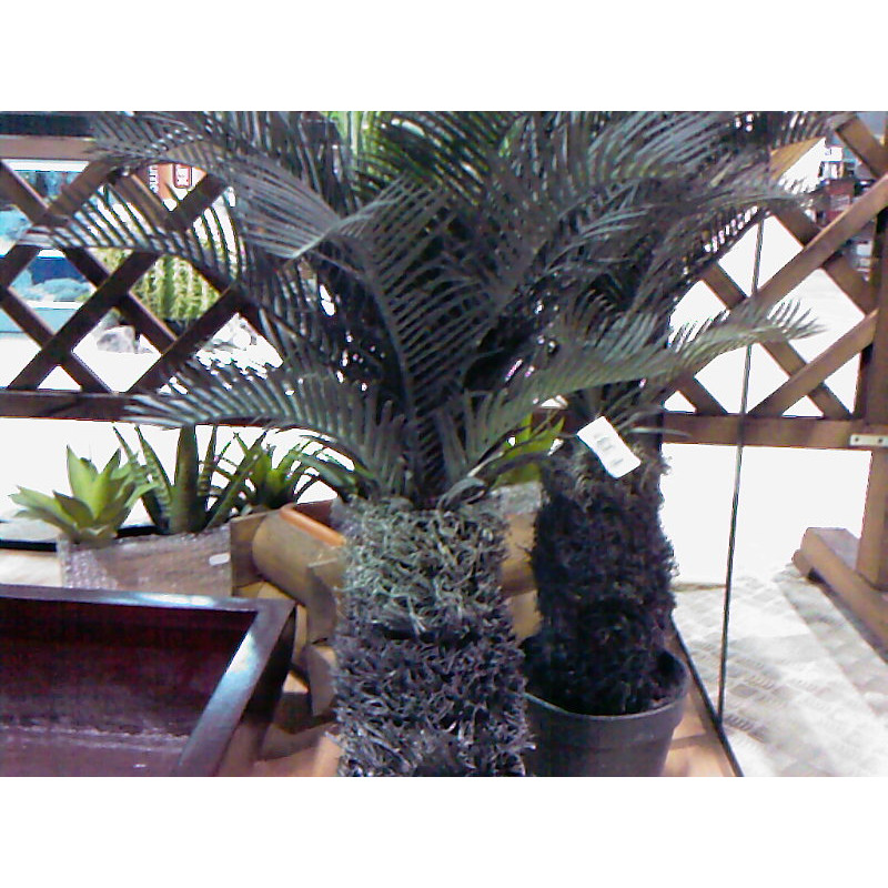 CYCAS PALM 1330  H.73