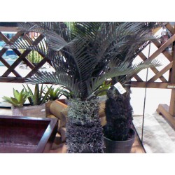 Cycas Palm 1330  H.73
