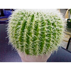 Echinocactus Grusonii 1122