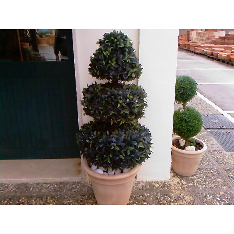 FICUS TOPIARY 1316  H.120