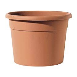 Vaso Diana-icil50 Te
