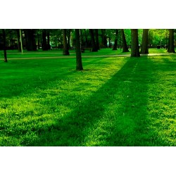 Festuca Grobla 20kg [ombra:si]