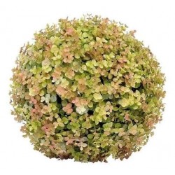 Sfera Di Eucalipto D. 33cm