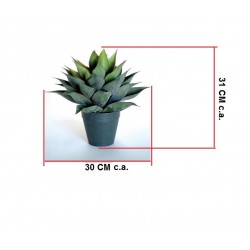 AGAVE NIGRA 2242