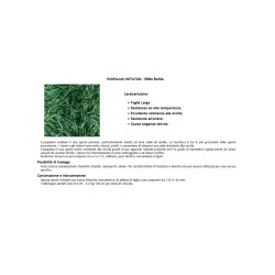 PASPALUM NOTATUM (TIPO GRAMIGNONE) 1,00 KG