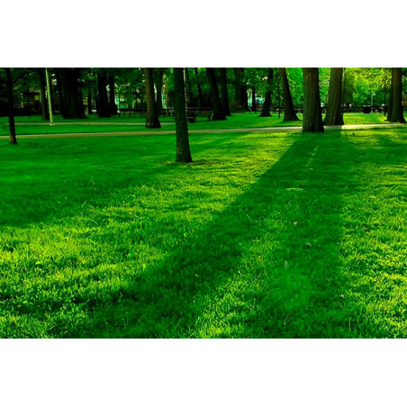 SEME SPORT RESISTENTE 1KG MISCUGLIO PRATO VERDE